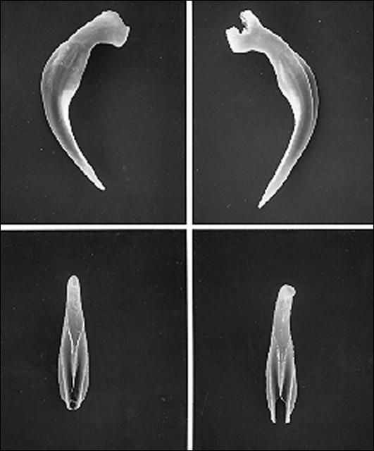 Figure 3. Spicules (top) and gubernaculum (bottom) of the mole cricket nematode, Steinernema scapterisci Nguyen & Smart.