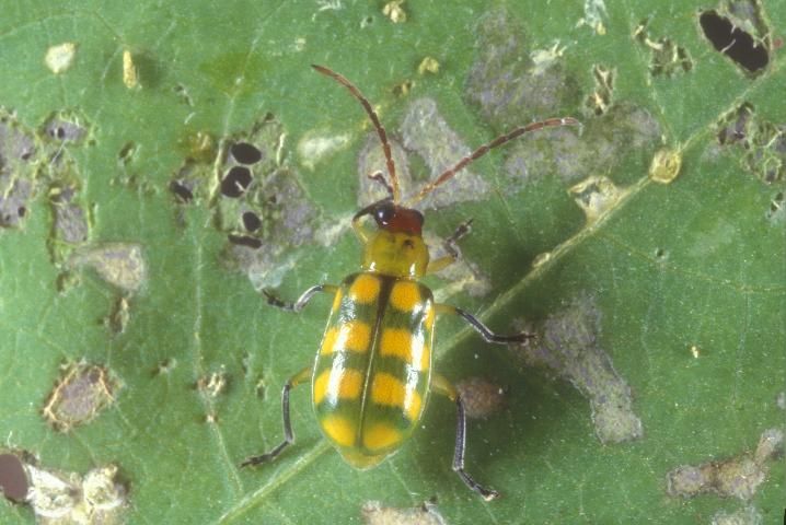 Figure 3. Adult banded cucumber beetle, Diabrotica balteata LeConte, and leaf-feeding damage caused by the adult.