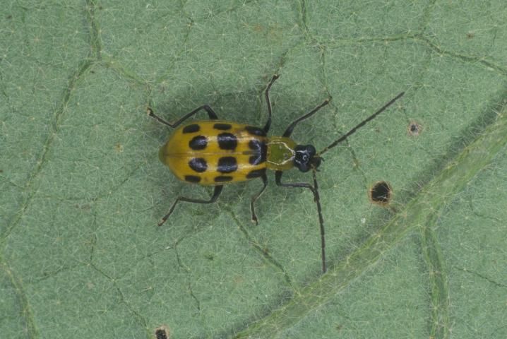 Figure 2. Adult banded cucumber beetle, Diabrotica balteata LeConte.