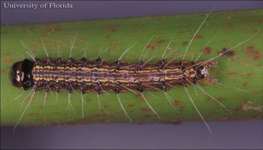 Figure 4. Dorsal view of a late instar larva of the cabbage palm caterpillar, Litoprosopus futilis (Grote & Robinson).