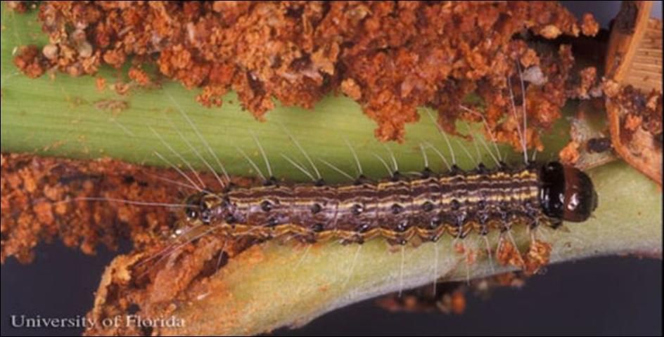 Figure 10. Close-up of webbed frass from the cabbage palm caterpillar, Litoprosopus futilis (Grote & Robinson), on a bloom spike of palm.