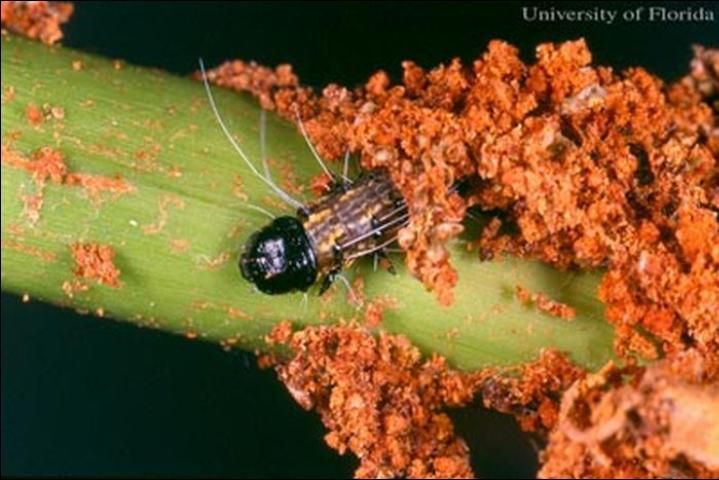 Figure 6. Cabbage palm caterpillar, Litoprosopus futilis (Grote & Robinson), in webbed frass shelter on flower stalk of palm.
