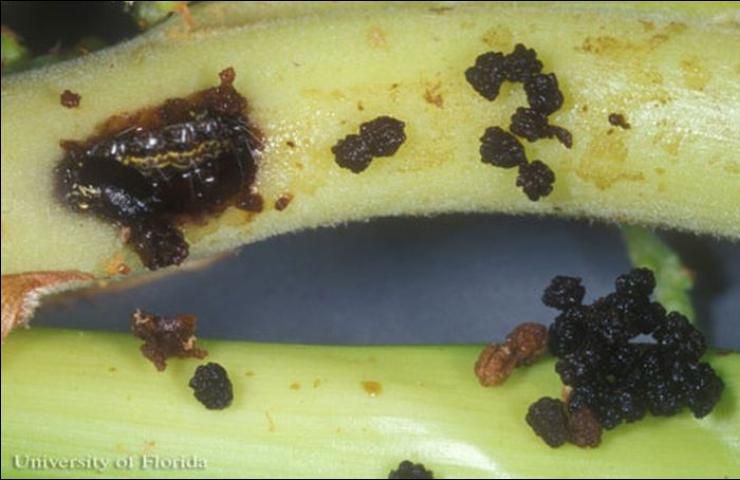Figure 11. Damage caused by larva of the cabbage palm caterpillar, Litoprosopus futilis (Grote & Robinson). Frass removed to show hole in the flower stalk with caterpillar inside.