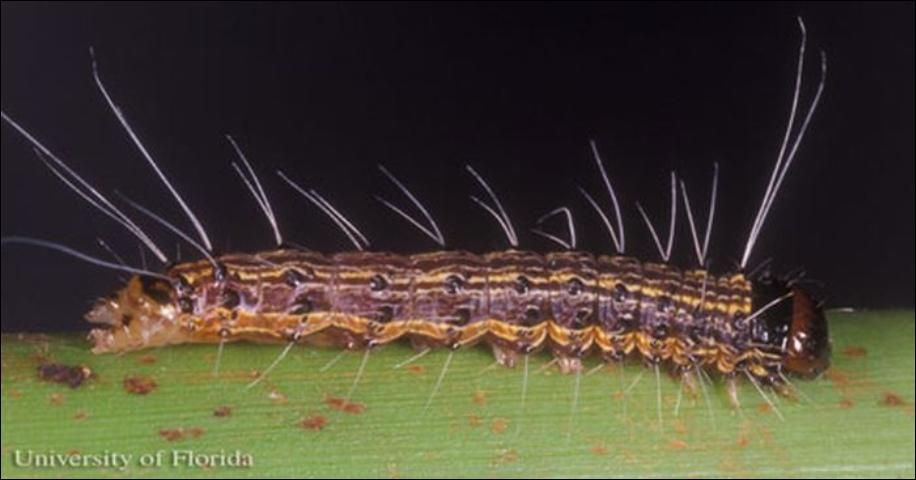 Figure 5. Lateral view of a late instar larva of the cabbage palm caterpillar, Litoprosopus futilis (Grote & Robinson).
