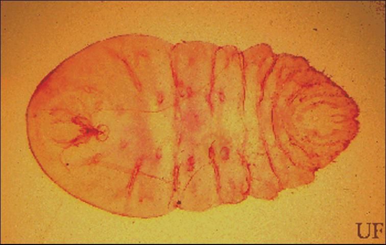 Figure 2. Slide-mounted mature female of the cycad aulacaspis scale, Aulacaspis yasumatsui Takagi.