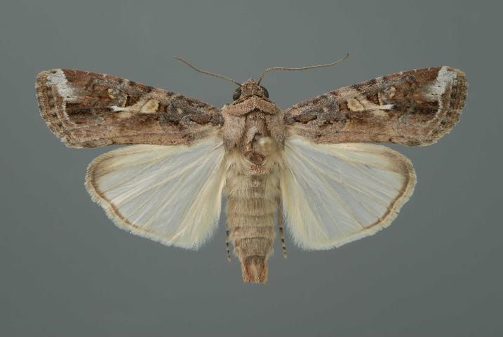Figure 6. Typical adult male fall armyworm, Spodoptera frugiperda (J.E. Smith).