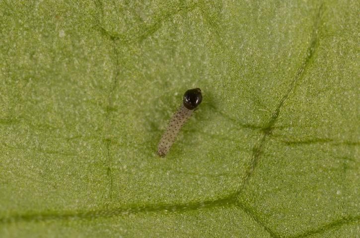 Figure 3. Newly hatched larva of the fall armyworm, Spodoptera frugiperda (J.E. Smith).