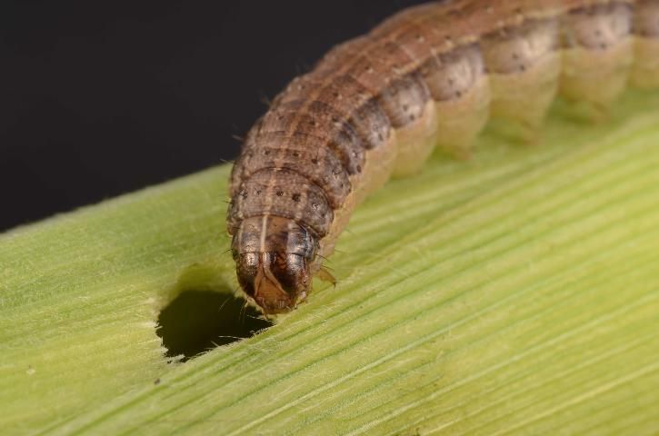 Figure 5. Head capsule of fall armyworm, Spodoptera frugiperda (J.E. Smith) showing light-colored inverted