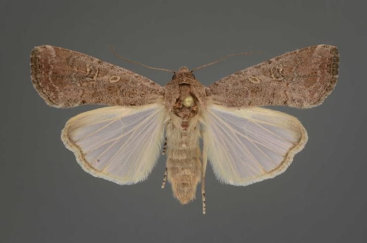 Figure 7. Typical adult female fall armyworm, Spodoptera frugiperda (J.E. Smith).