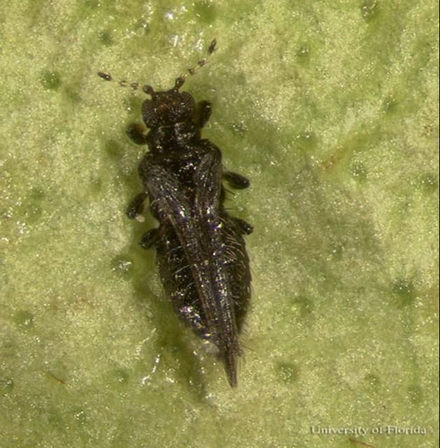 Figure 2. Adult redbanded thrips, Selenothrips rubrocinctus (Giard).
