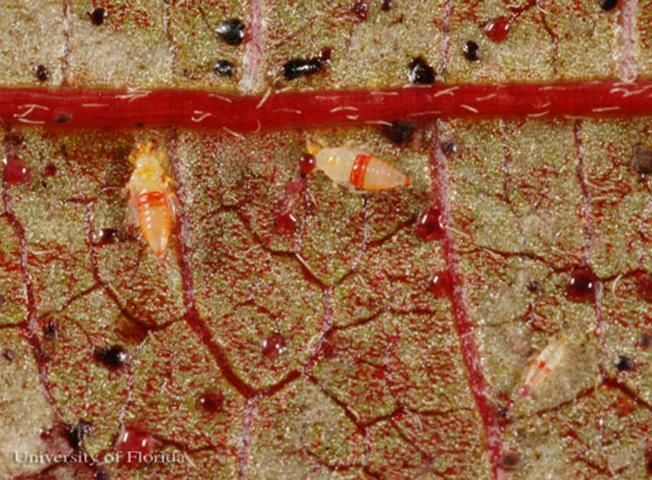 Figure 4. Immature redbanded thrips, Selenothrips rubrocinctus (Giard), and excrement pellets.