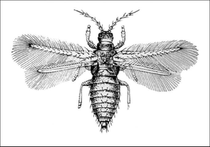 Figure 1. Redbanded thrips adult.
