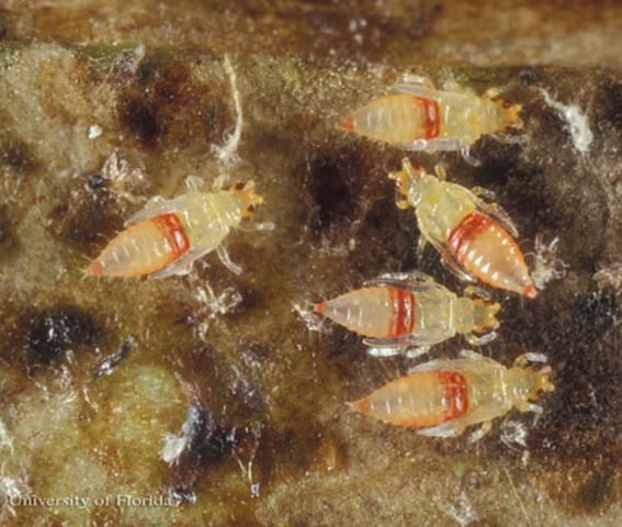 Figure 5. Pupae of redbanded thrips, Selenothrips rubrocinctus (Giard).