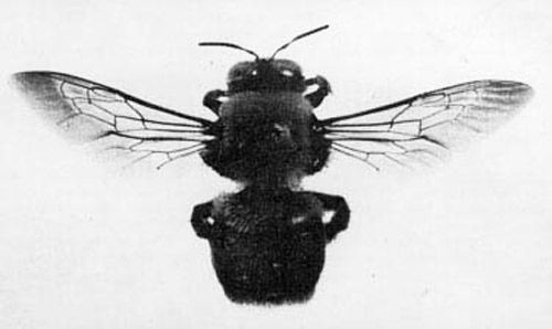 Figure 3. Adult large carpenter bee, Xylocopa virginica (Linnaeus), with wing venation evident.