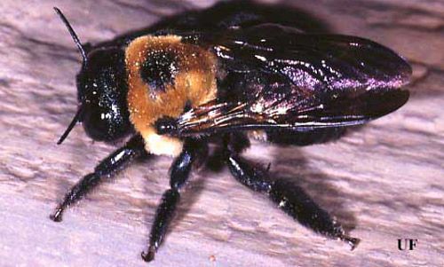 Figure 1. Adult large carpenter bee, Xylocopa spp.