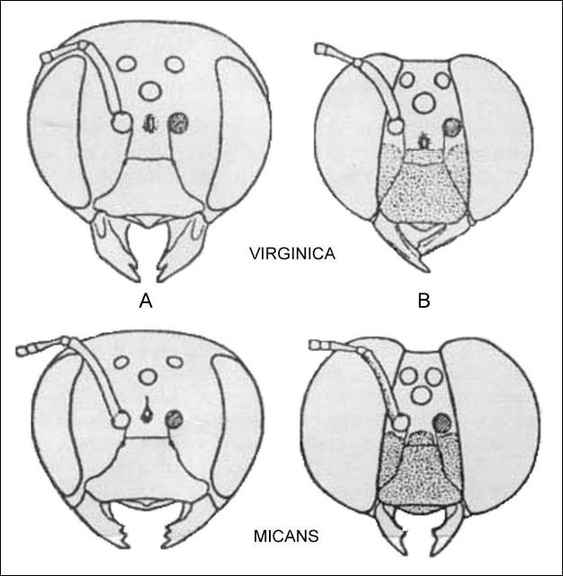 Figure 4. Xylocopa heads: A: female; B: male.