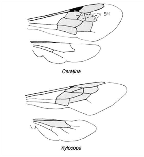 Figure 1. Differences in wing venation between the small carpenter bees, Ceratina spp., and the large carpenter bees, Xylocopa spp.