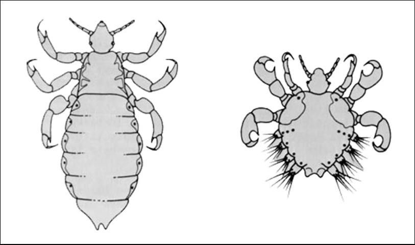 Figure 2. Head louse (left) and crab louse (right).