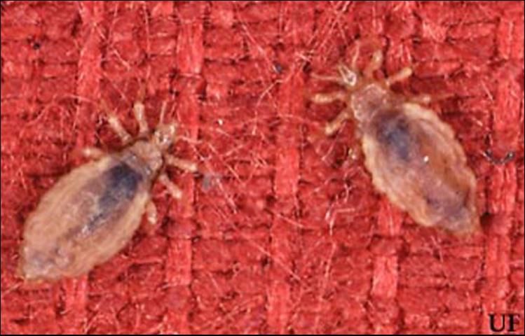 Figure 2. Body lice, Pediculus humanus humanus Linnaeus.