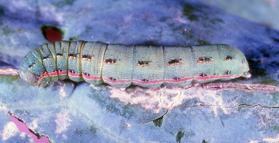 Figure 2. Partly grown larva of the beet armyworm, Spodoptera exigua (Hübner).