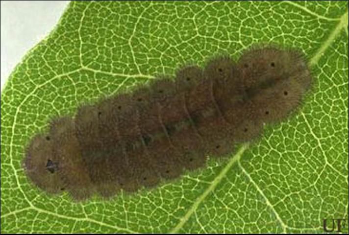 Figure 4. Larva of the red-banded hairstreak, Calycopis cecrops (Fabricius).