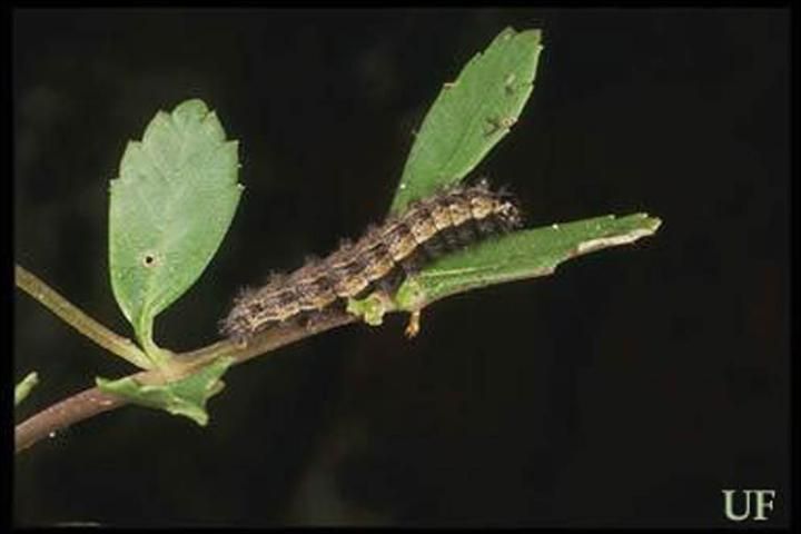 Figure 2. Larva of phaon crescent, Phyciodes phaon (Edwards).