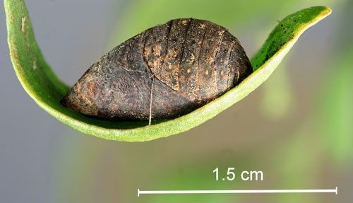Figure 13. Great purple hairstreak, Atlides halesus (Cramer), empty exoskeleton of pupa that had been parasitized (probably by Metadontia amoena Say).