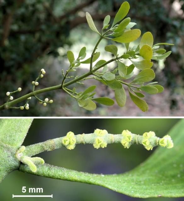 Figure 9. Oak mistletoe, Phoradendron leucarpum (Raf.) Reveal & M.C. Johnst. Top: pistillate (female) branch with current year inflorescences (= flowering part of plant) and mature berries from previous year's flowers. Bottom: enlarged pistillate inflorescence.