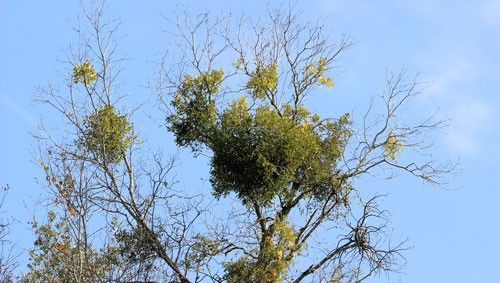 Figure 8. Oak mistletoe, Phoradendron leucarpum (Raf.) Reveal & M.C. Johnst., in pignut hickory, Carya glabra (Mill.) Sweet.