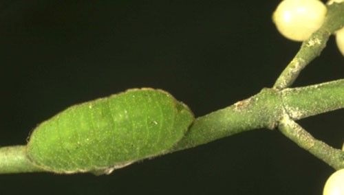 Figure 7. Great purple hairstreak, Atlides halesus (Cramer), larva on mistletoe.