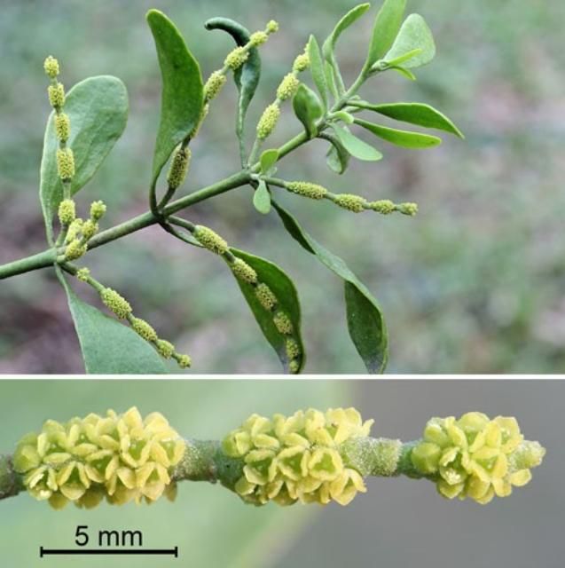 Figure 11. Oak mistletoe, Phoradendron leucarpum (Raf.) Reveal & M.C. Johnst. Top: staminate (male) branch with inflorescences (flowering part of plant). Bottom: enlarged staminate inflorescence.