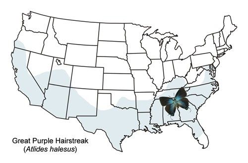 Figure 3. Great purple hairstreak, Atlides halesus (Cramer), distribution map.