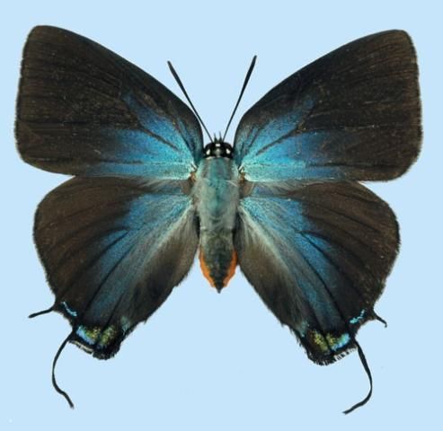 Figure 4. Female great purple hairstreak, Atlides halesus (Cramer), upper surface.