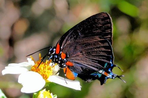 Figure 1. Female great purple hairstreak, Atlides halesus (Cramer) on beggarticks, Bidens alba (L.).