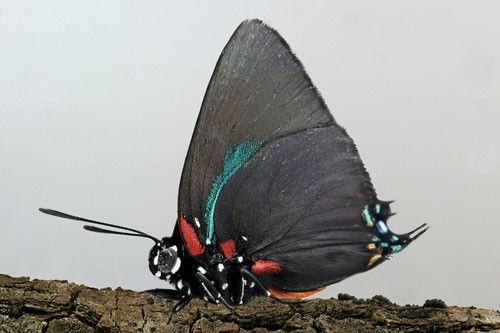 Figure 2. Male great purple hairstreak, Atlides halesus (Cramer).