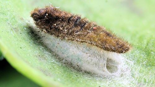 Figure 12. Hollow exoskeleton of third instar great purple hairstreak, Atlides halesus (Cramer), larva on top of cocoon from which a parasitoid wasp (probably Apanteles sp. [Braconidae]) had emerged.