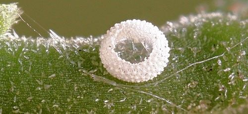 Figure 10. Great purple hairstreak, Atlides halesus (Cramer), egg showing circular hole chewed by hatching larva.