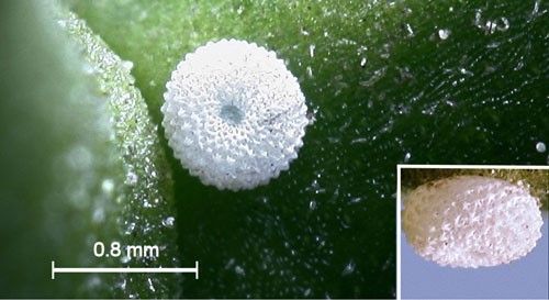 Figure 6. Great purple hairstreak, Atlides halesus (Cramer), egg (inset: side view).