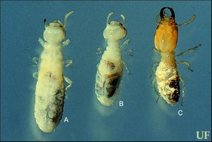Figure 4. Nymph (A), worker (B) and soldier (C) of the Florida darkwinged subterranean termite, Amitermes floridensis Scheffrahn, Su, and Mangold.