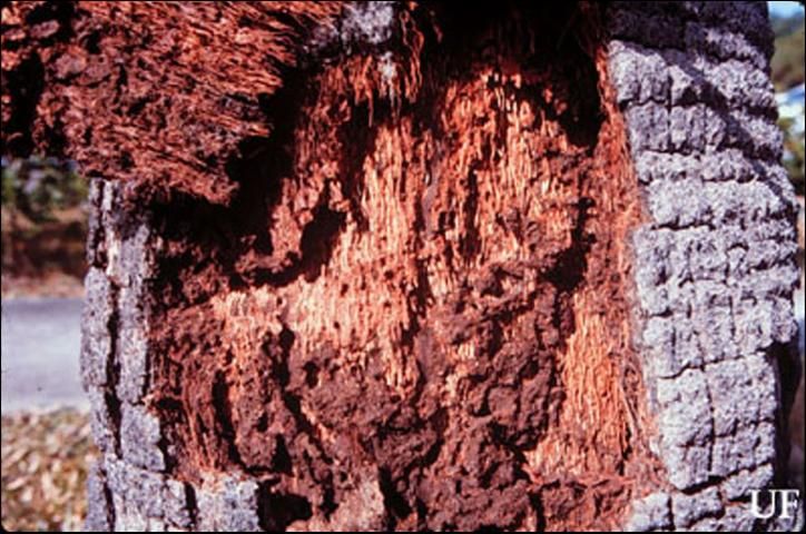 Figure 10. Foraging tubes and workings of the Florida darkwinged subterranean termite, Amitermes floridensis Scheffrahn, Su, and Mangold, to a palm trunk in St. Petersburg, Florida.