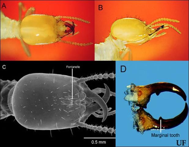 Figure 6. Soldier of the Florida darkwinged subterranean termite, Amitermes floridensis Scheffrahn, Su, and Mangold; dorsal (A) and lateral (B) views of soldier head capsule; scanning electron micrograph (C) of dorsal view of soldier head capsule; dissected soldier mandibles (D).