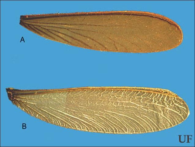 Figure 5. comparison of the wings of the Florida darkwinged subterranean termite, Amitermes floridensis Scheffrahn, Su, and Mangold (A), and the eastern subterranean termite, Reticulitermes flavipes (Kollar) (B).