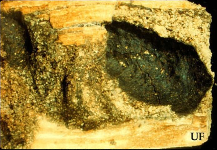 Figure 9. Partially broken foraging tube of the Florida darkwinged subterranean termite, Amitermes floridensis Scheffrahn, Su, and Mangold, in decayed 2x4 board showing black fecal coating.