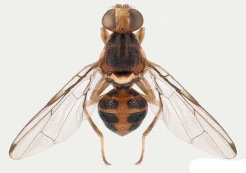 Figure 2. Adult olive fruit fly, Bactrocera oleae (Rossi).