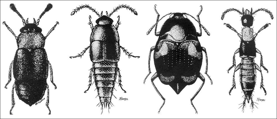 Figure 1. Representative adults of four subfamilies (left to right): Proteinus thomasi Frank (Proteininae) 1.5 mm; Coproporus rutilus (Erichson) (Tachyporinae) 3.8 mm; Scaphidium quadriguttatum (Say) (Scaphidiinae) 4.3 mm; Neobisnius ludicrus (Erichson) (Staphylininae) 4.1 mm.