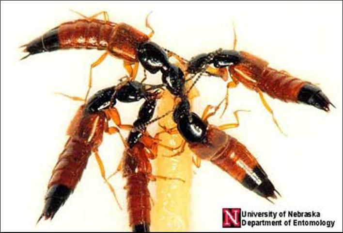Figure 2. Rove beetles attacking a house fly maggot.