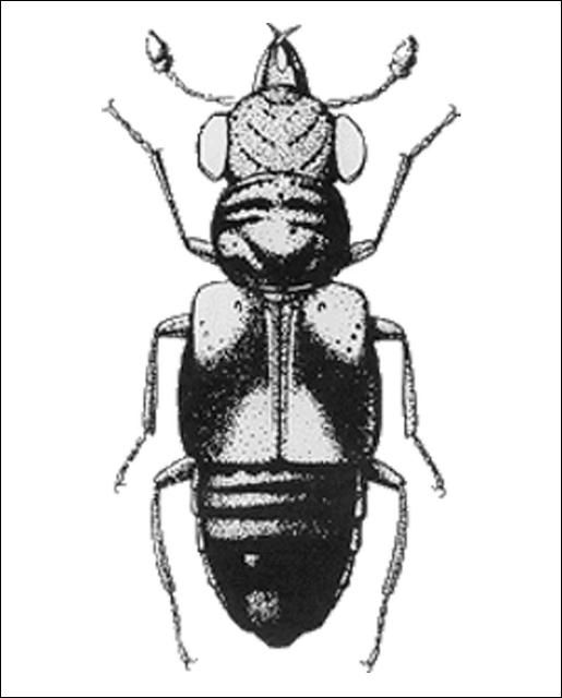Figure 13. Megalopinus rufipes (LeConte) (Megalopsidiinae) 3.5 mm.