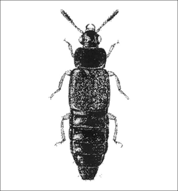 Figure 2. Omalium sp. (Omaliinae) 3.5 mm.