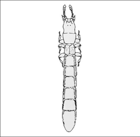 Figure 16. Cubanotyphlus largo (Leptotyphlinae) 1.1 mm.
