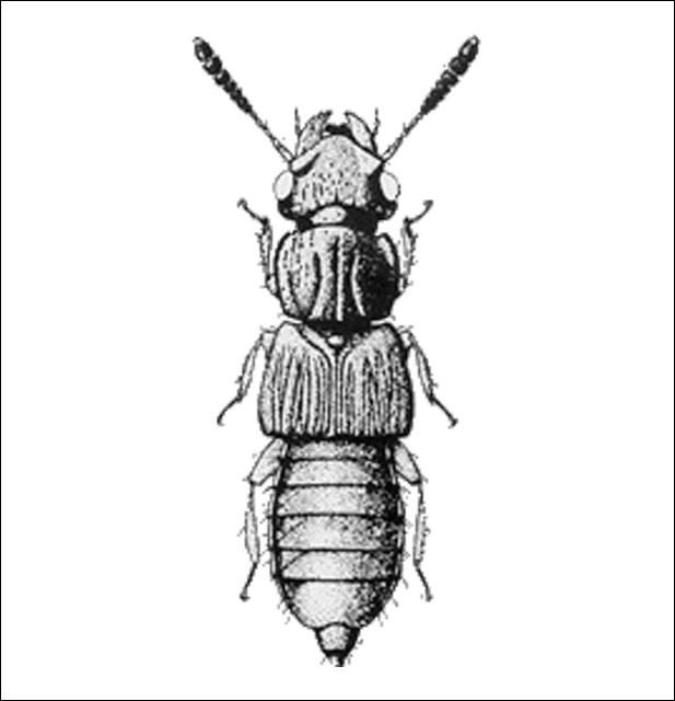 Figure 10. Oxytelus incisus Motschulsky (Oxytelinae) 3.0 mm.